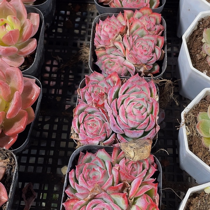 三头侧影带盆土发货