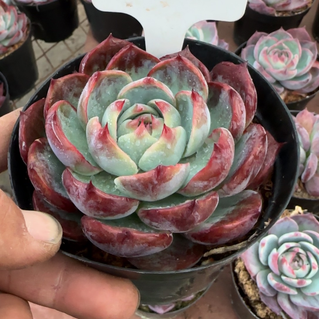 惊鸿一物一拍包装收缩花旱260