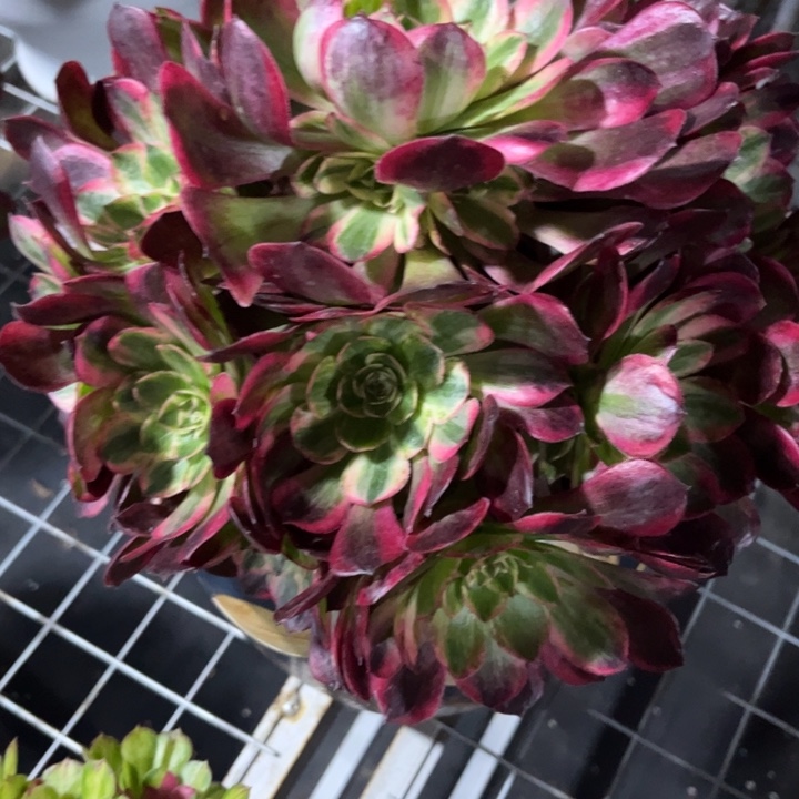 景***人不开花植物景色怡人专拍链接