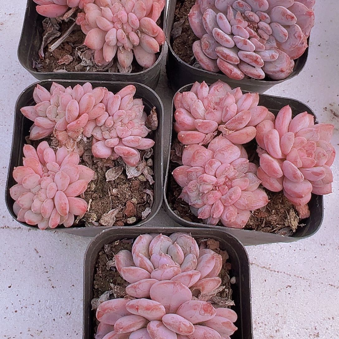 粉珍妮缀化1颗多肉