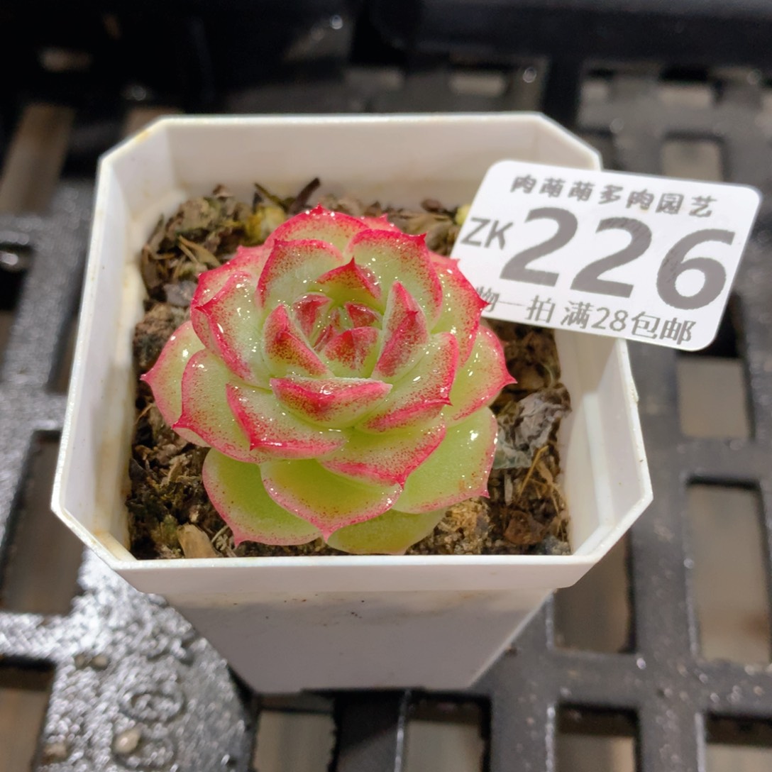 肉萌萌拇指盆精控多肉ZK226