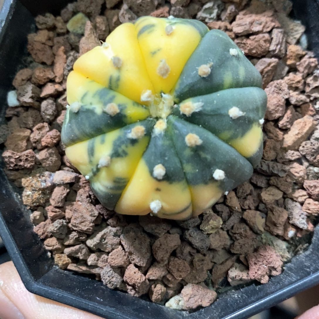 孤品实生海星兜锦3.7cm