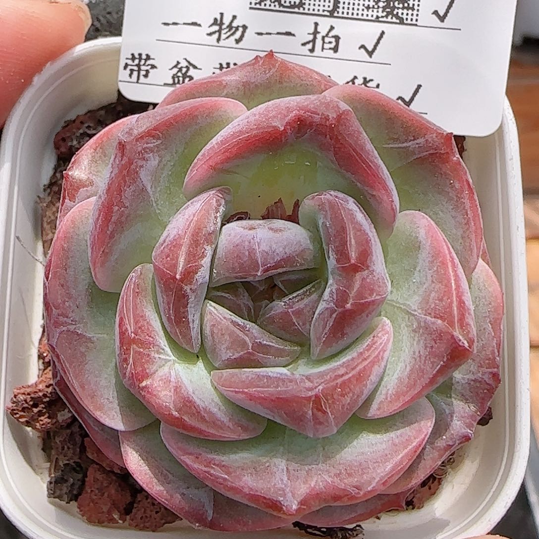 多肉0716-178福利福利