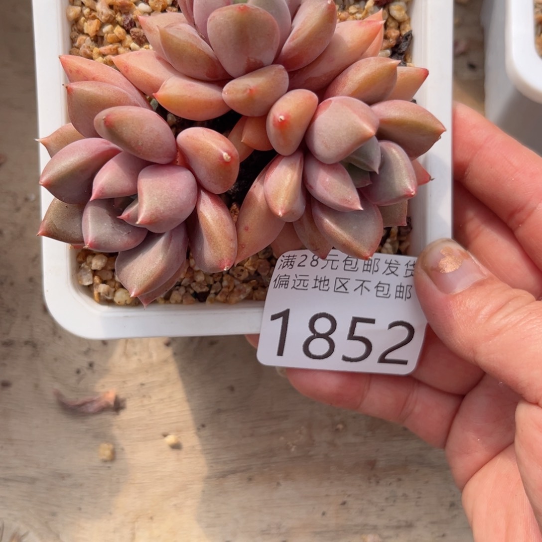 大1852:）x g x b v n n m