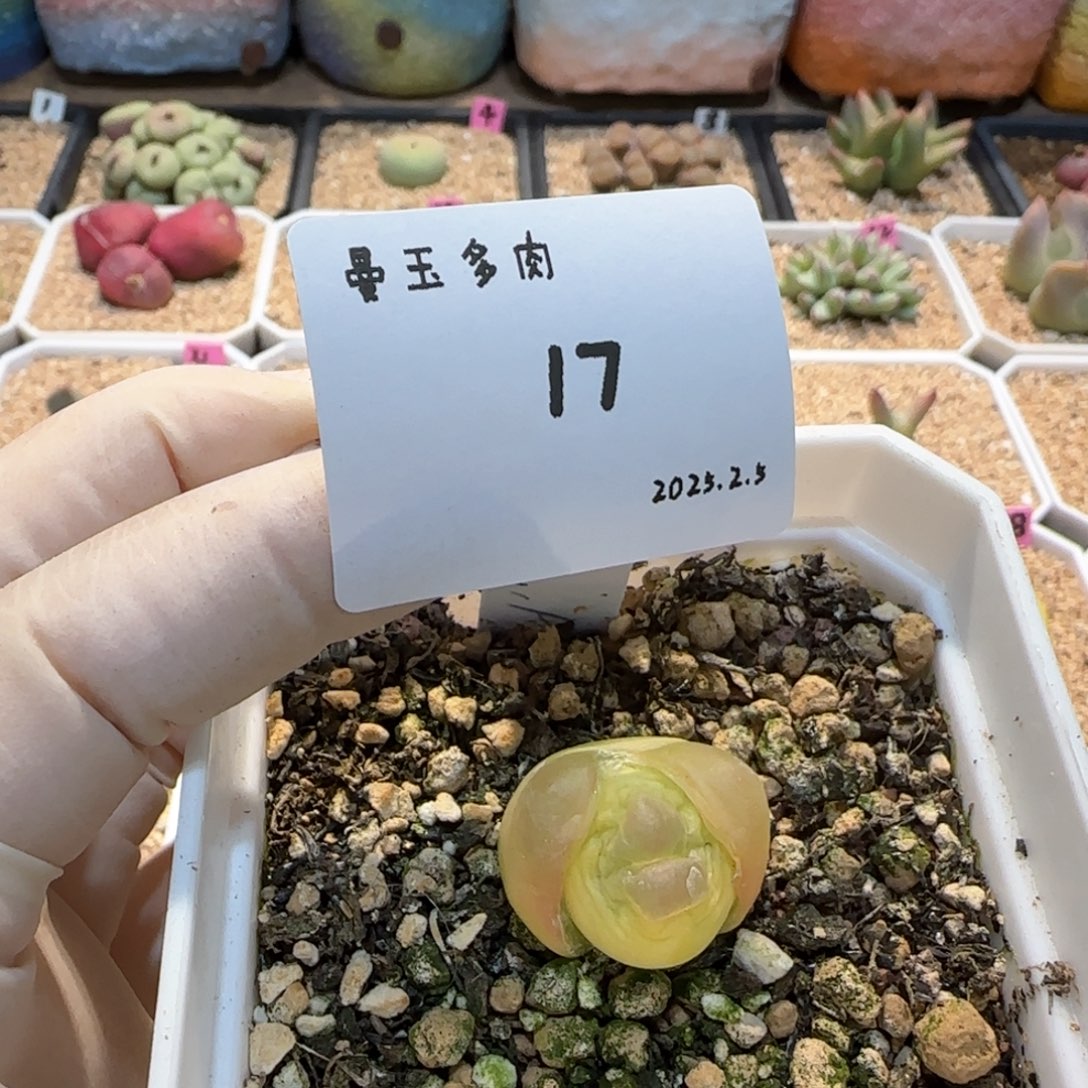 多肉多肉多肉2025.2.5-017