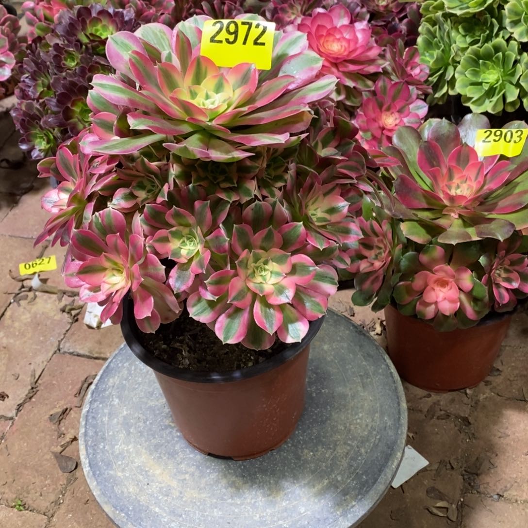 粉女巫多肉植物2972