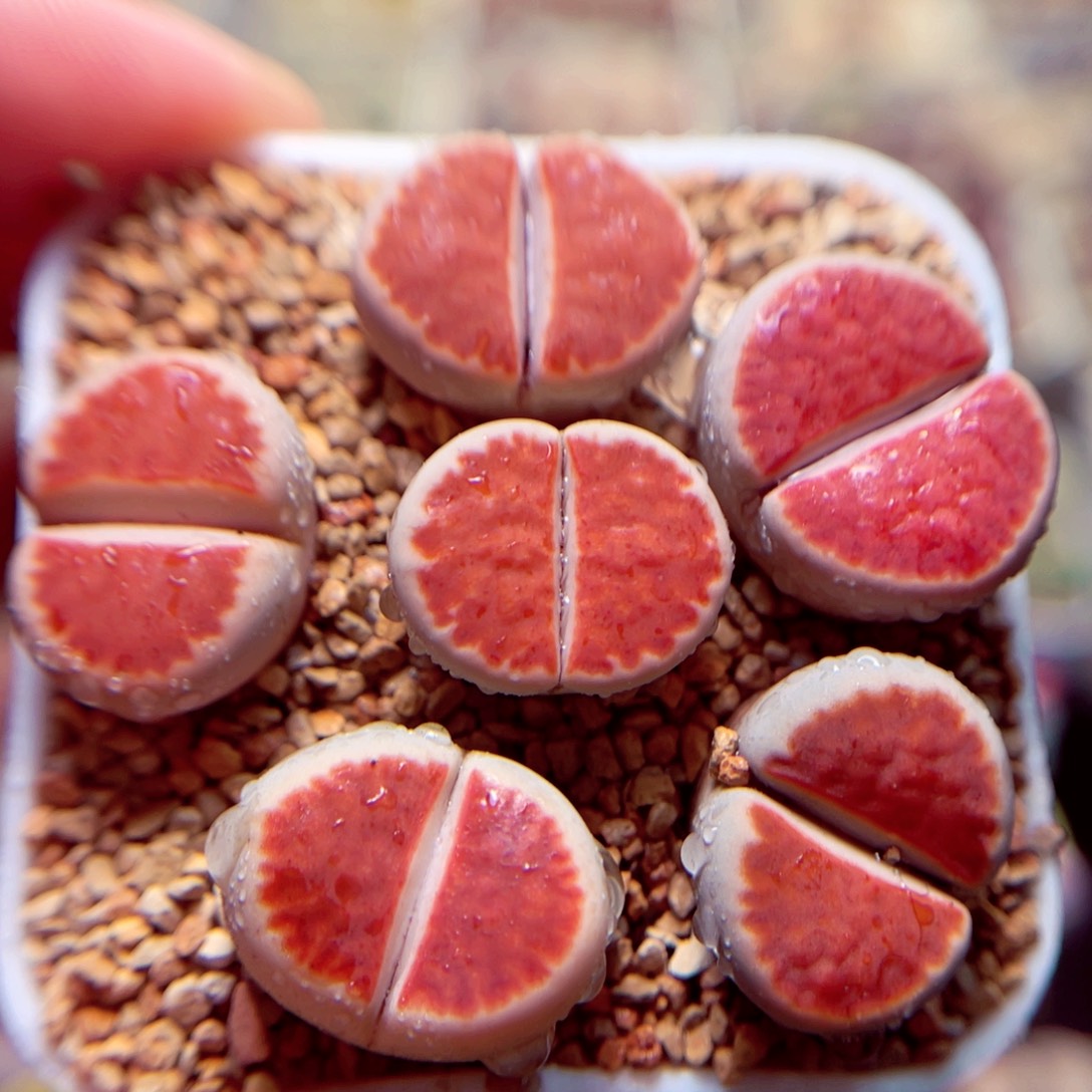 508号带盆包邮发货