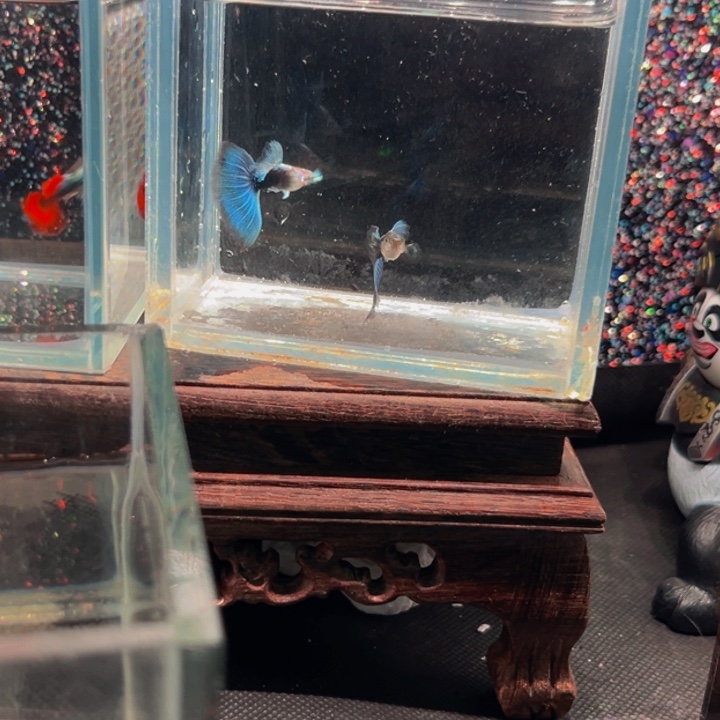 孔雀鱼蓝白球一对➕赛级蓝礼服一对