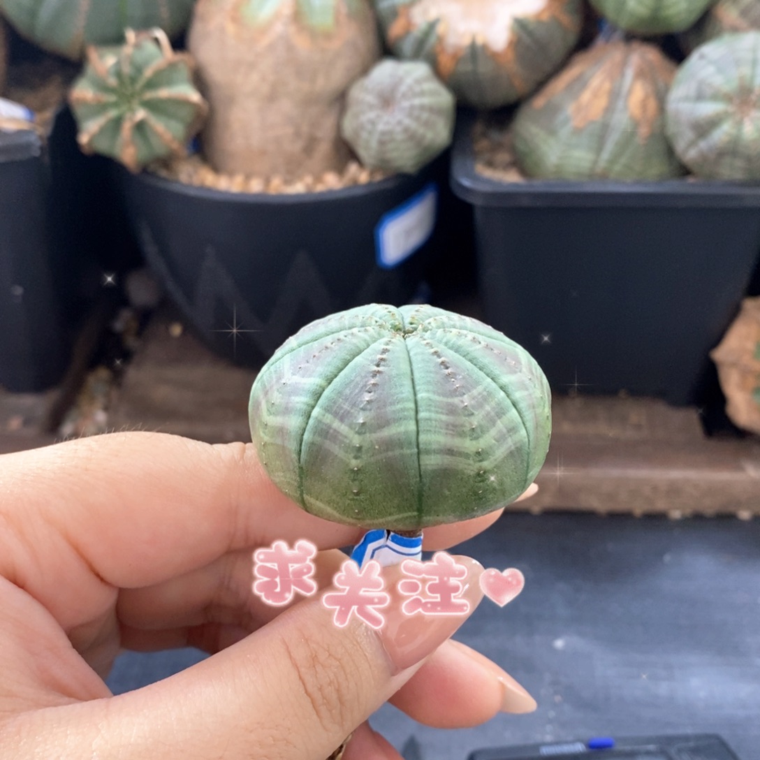 3欧系实生布纹球 一物一拍