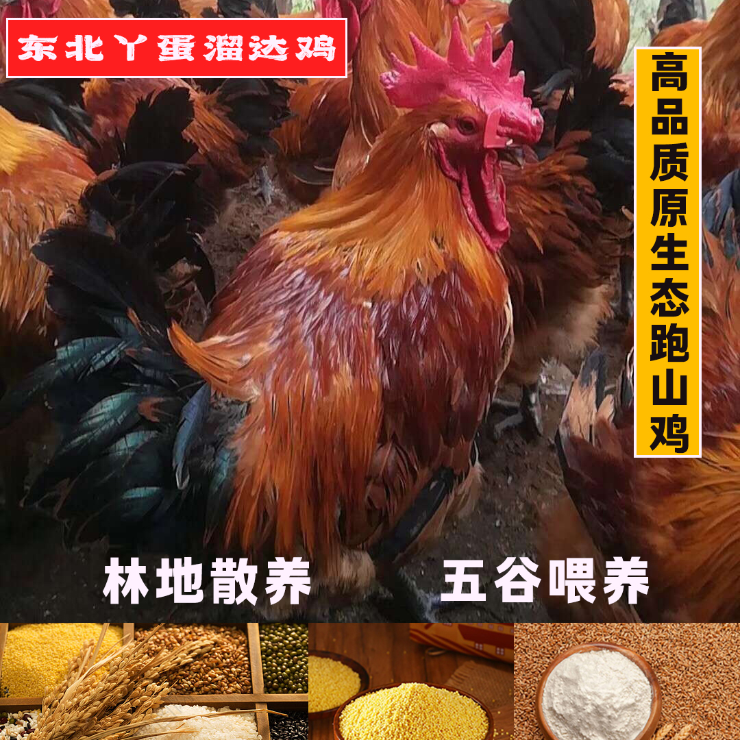 （顺丰冷链）两只散养黑爪黑凤大冠公鸡共净重10斤半左右净膛发货