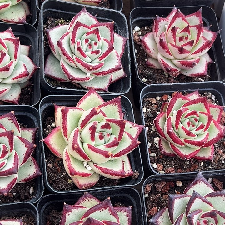 团  082   黑檀汁   乌木