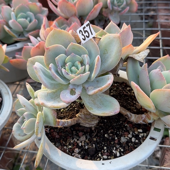 小****?357白凤不售后脱土发货不退不换