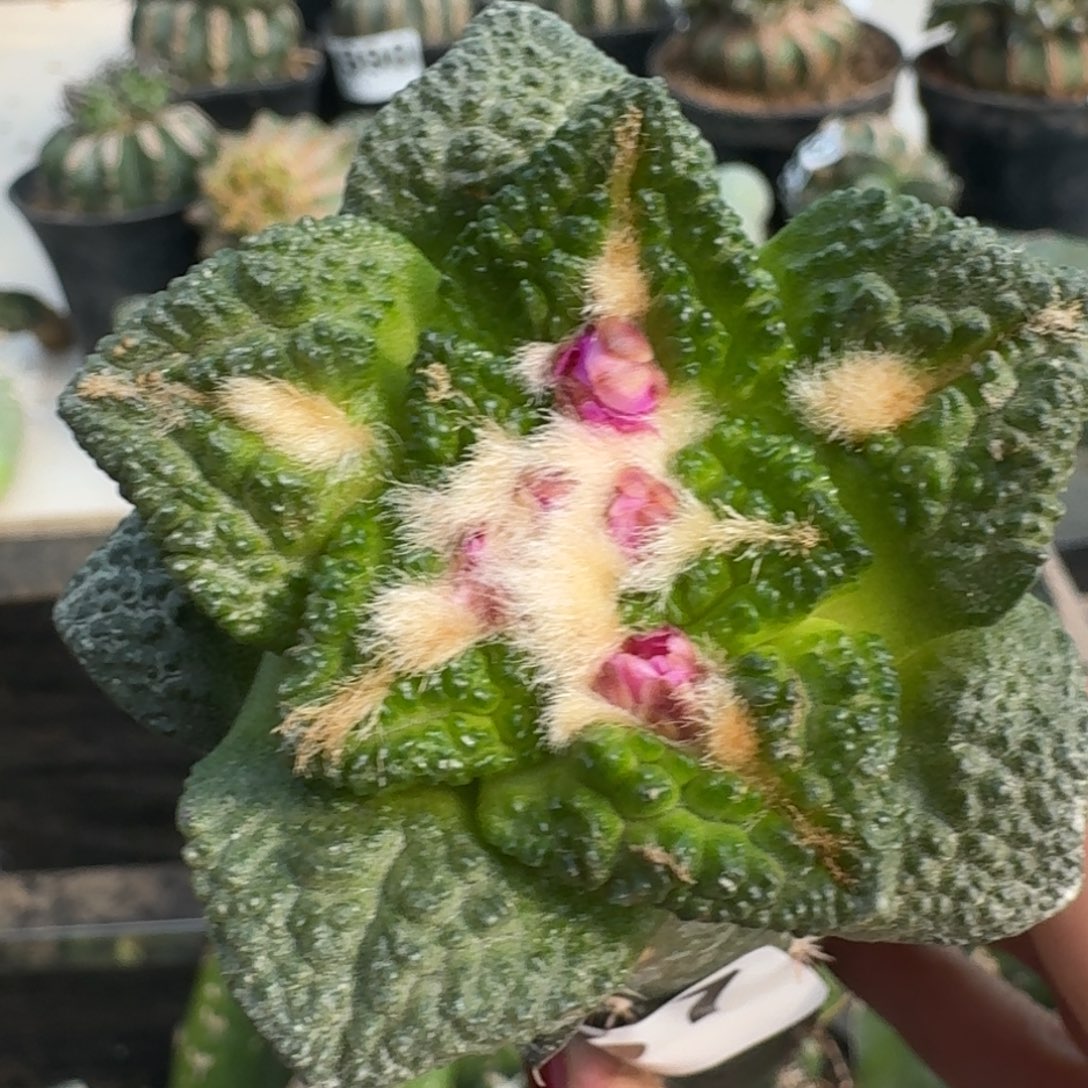 【闪购商品】无花朵大尤龟甲牡丹457