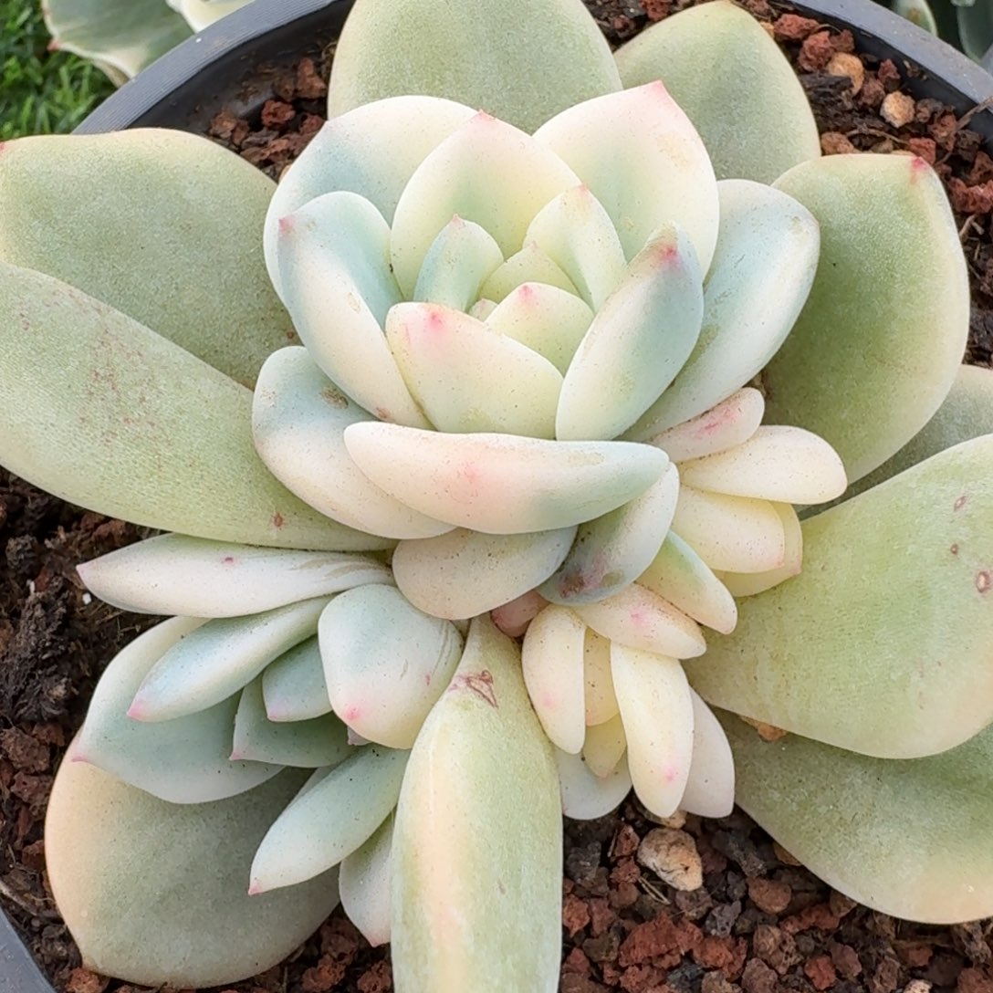 梦露锦群多肉植物