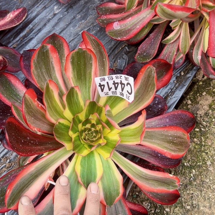 4141多肉植物法师红魔女