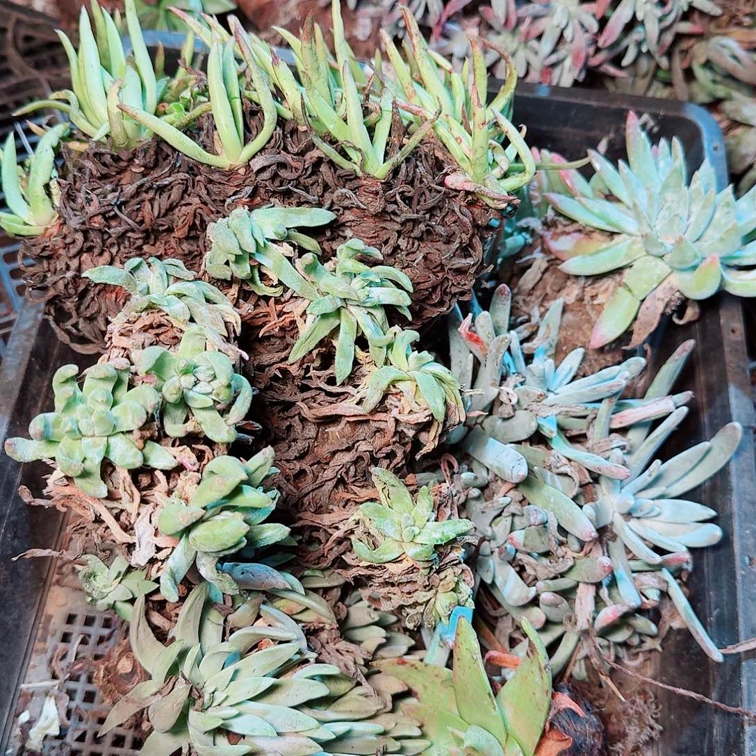 9444瑕疵框拍不售后