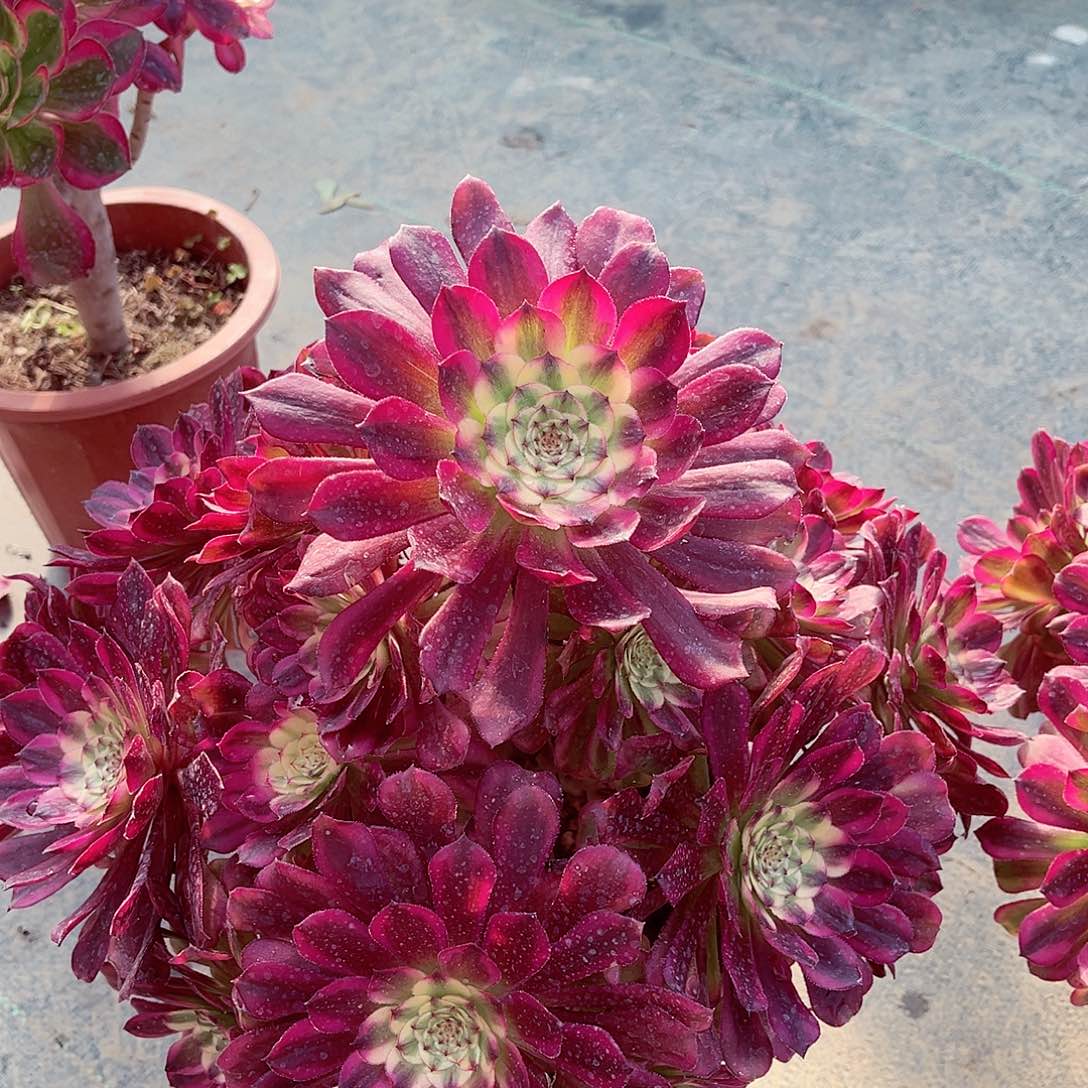 法师多肉植物f s