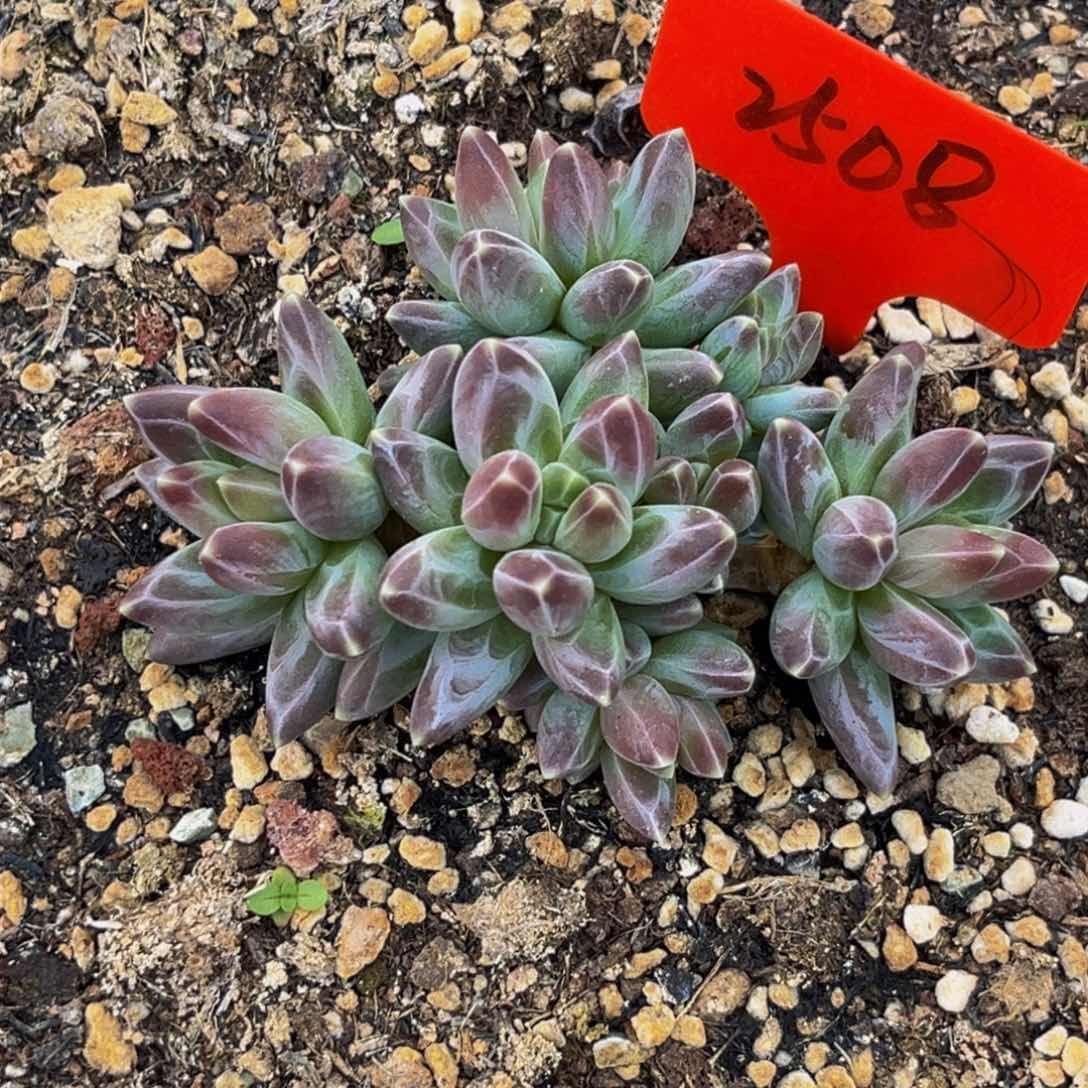 2508下午多肉植物群生