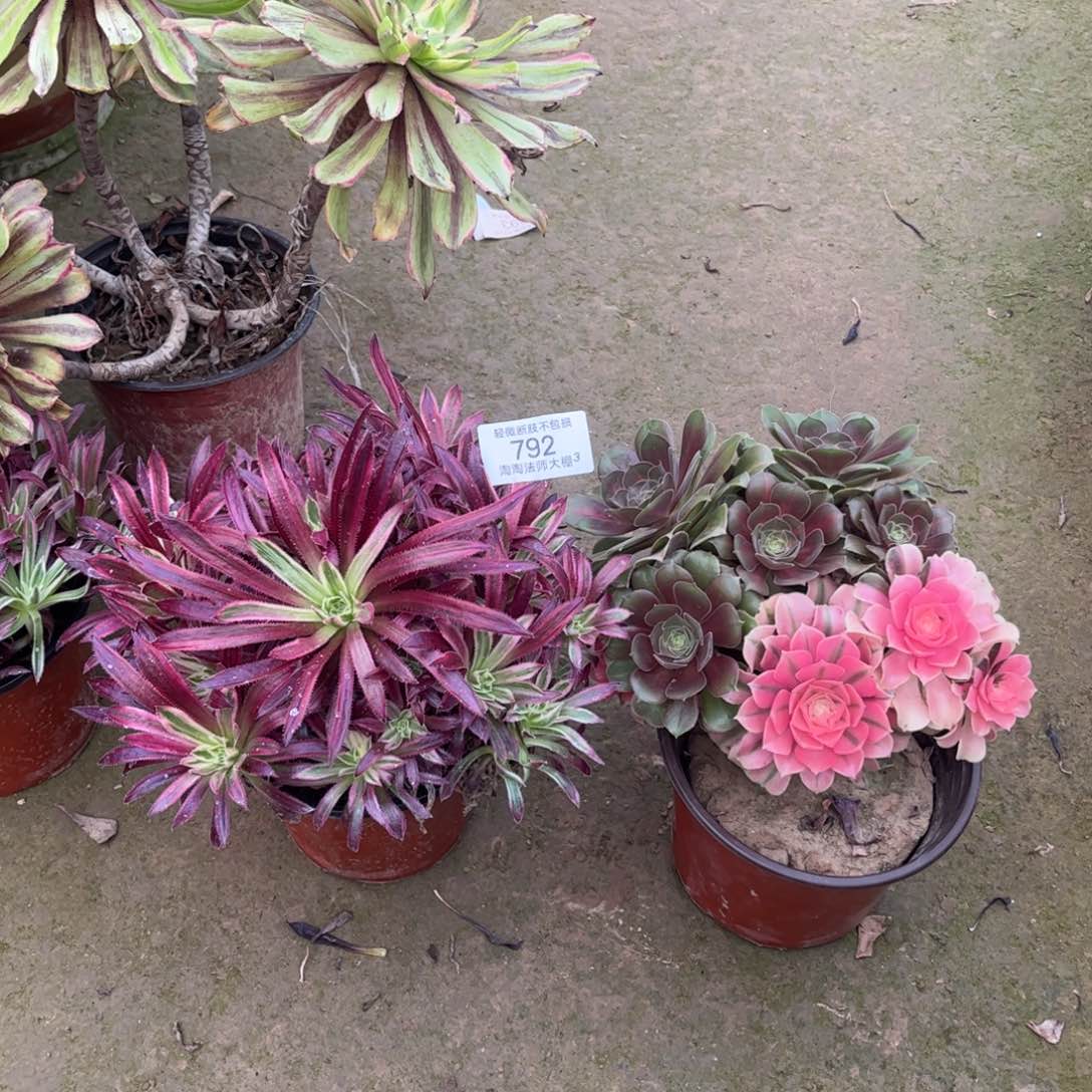 792组合多肉植物法师