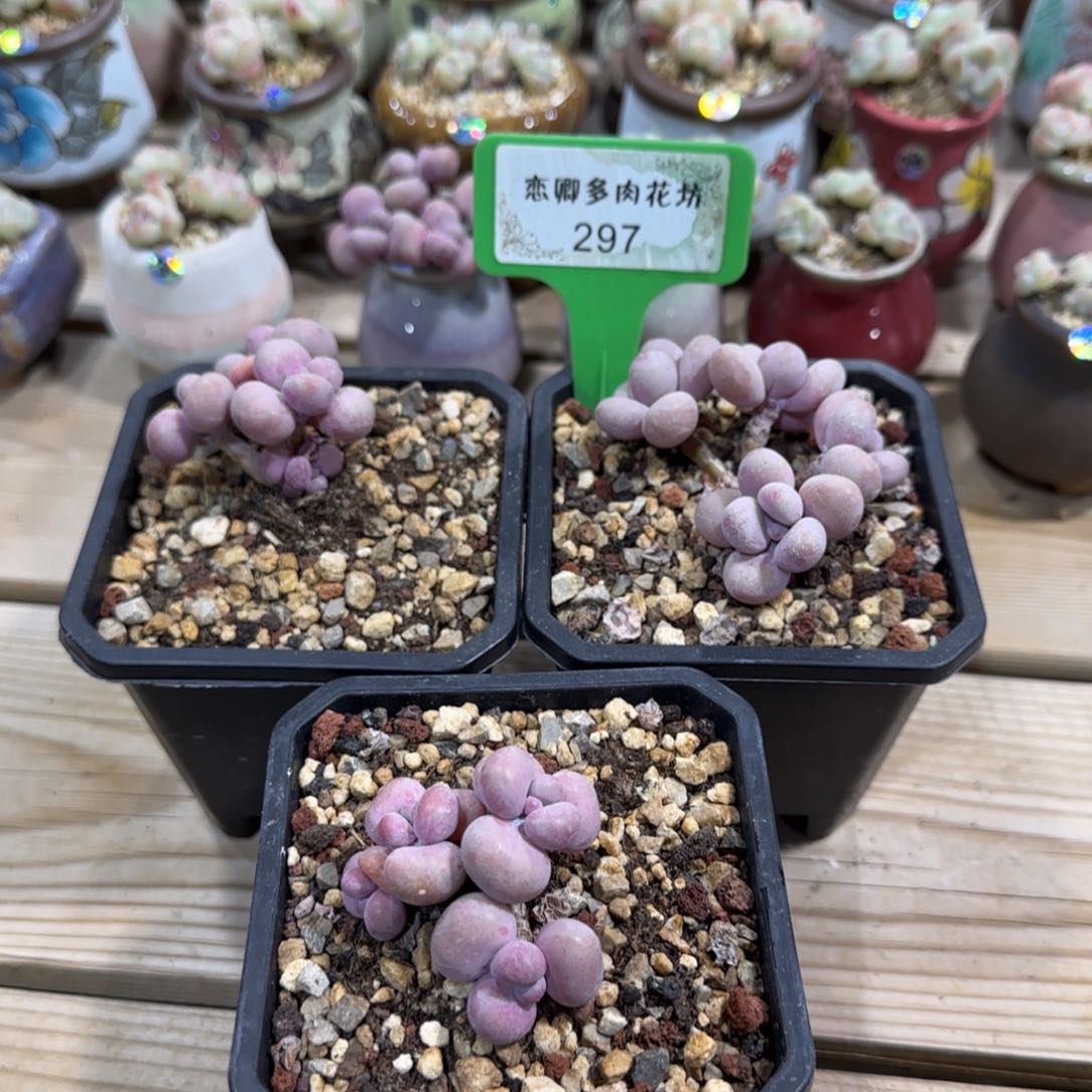 297桃蛋组合老桩无砍3颗