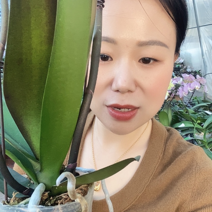 无花朵军团蝴蝶兰