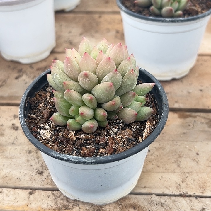 八*多肉植物实物534