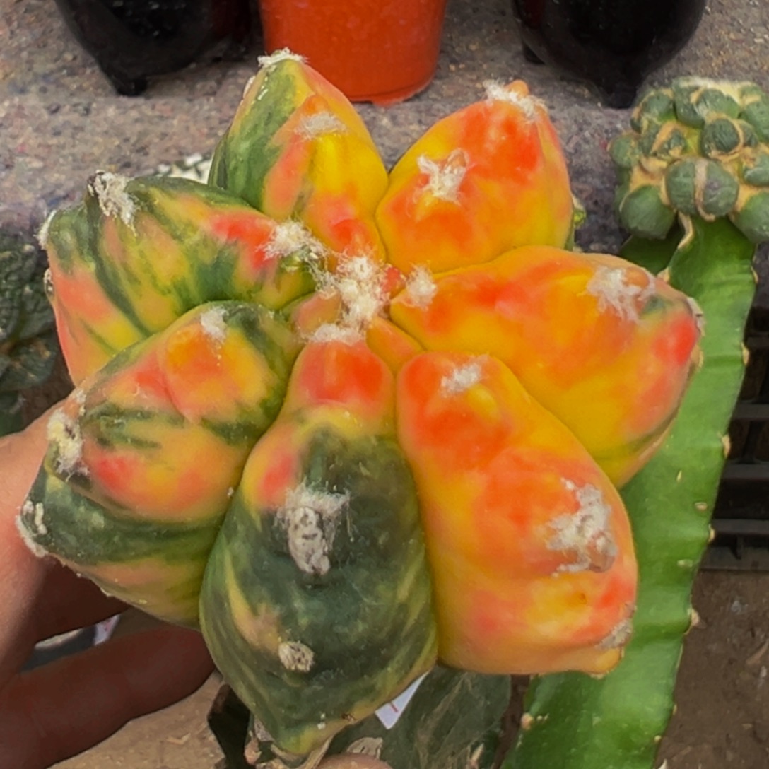 无花朵红锦散班角尤鸾凤玉锦733