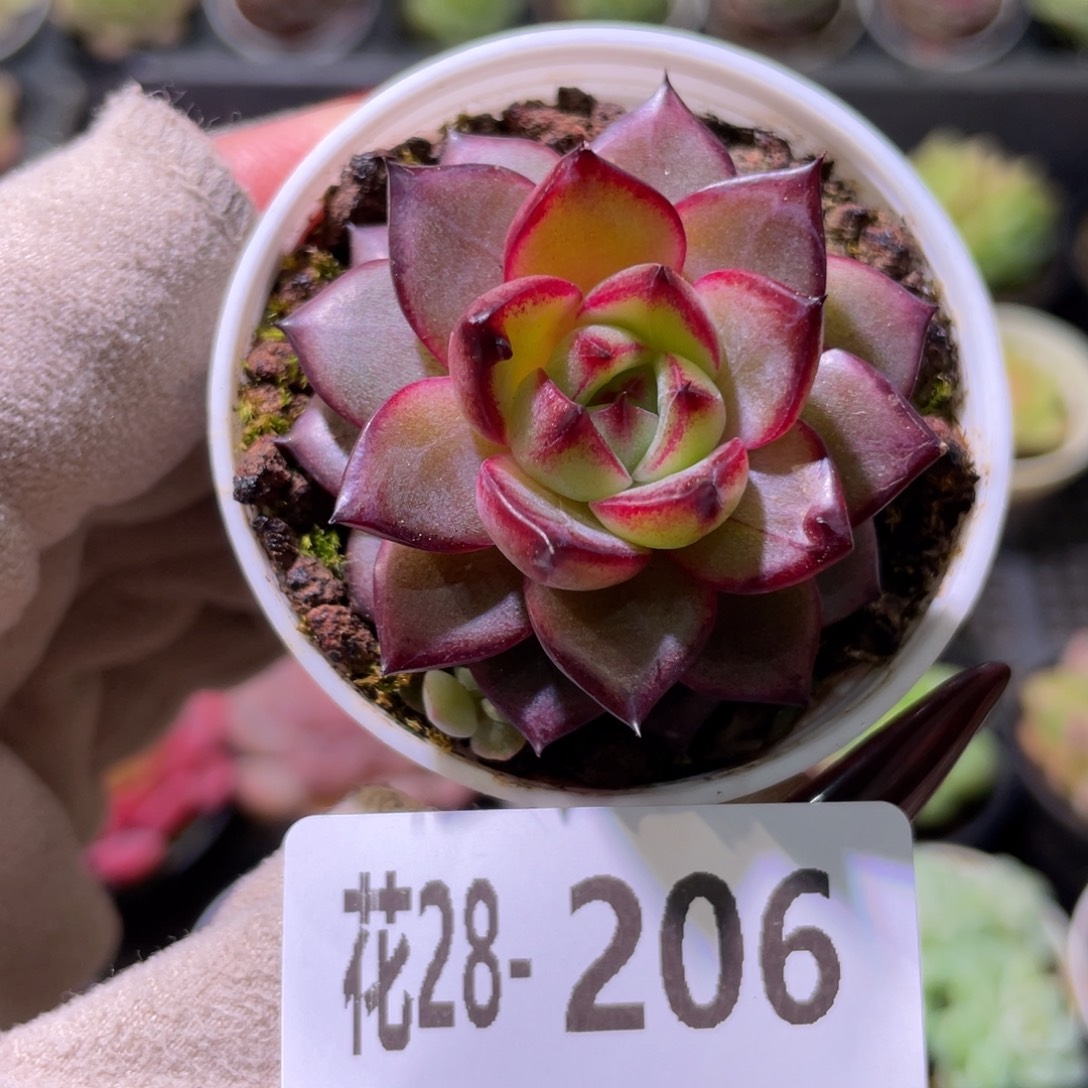 花利美28-206醉霞