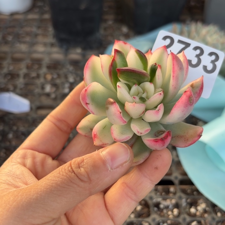 鹰嘴红头盖锦无根多肉植物满18包邮