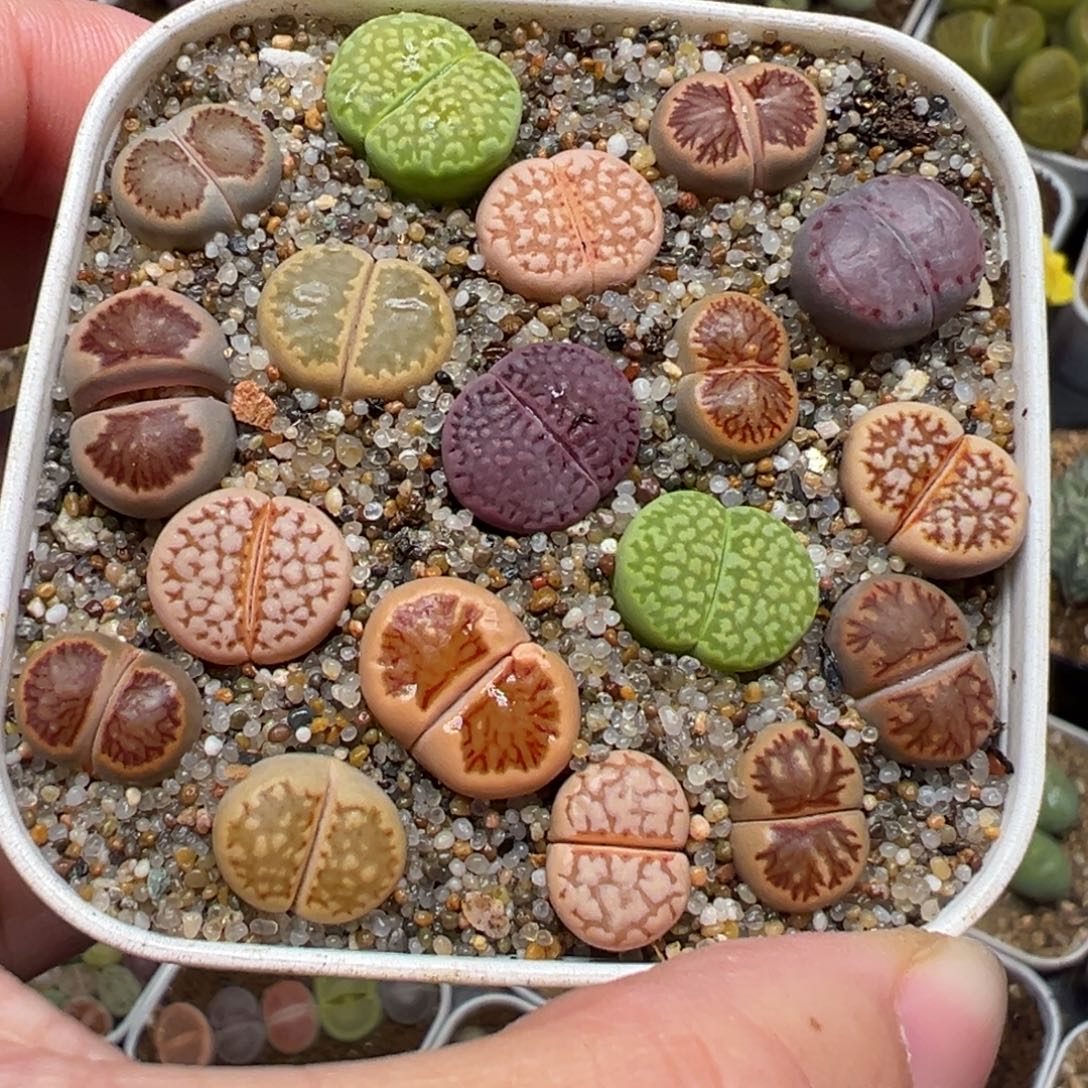 菊寿丽彩虹组合多肉