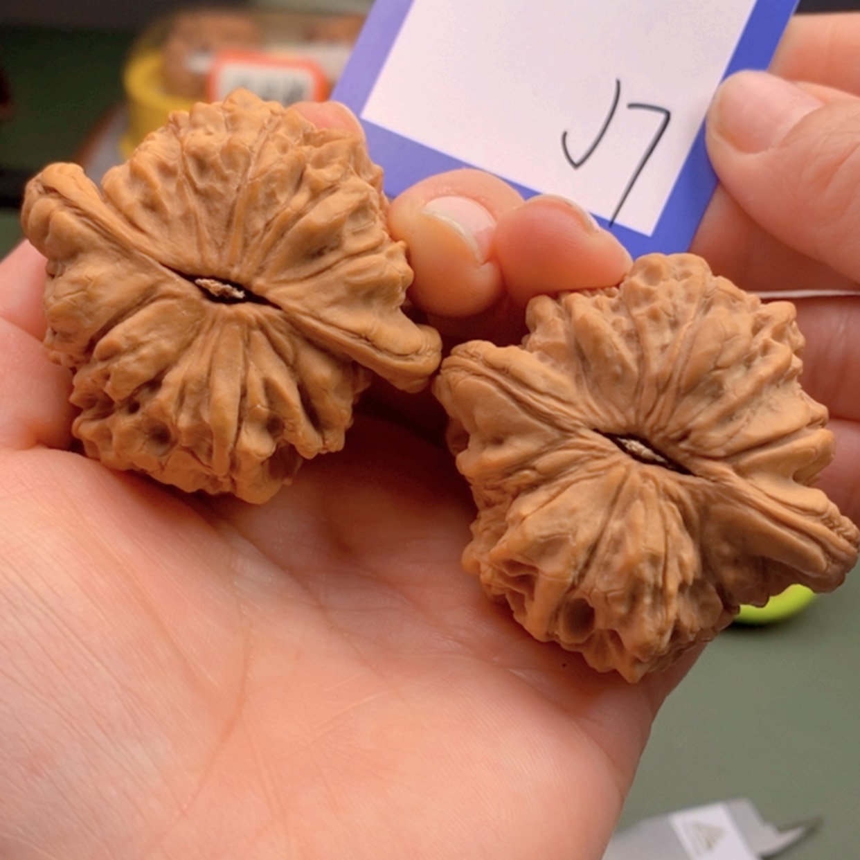 【闪购商品】文玩核桃把件51龙鼎7