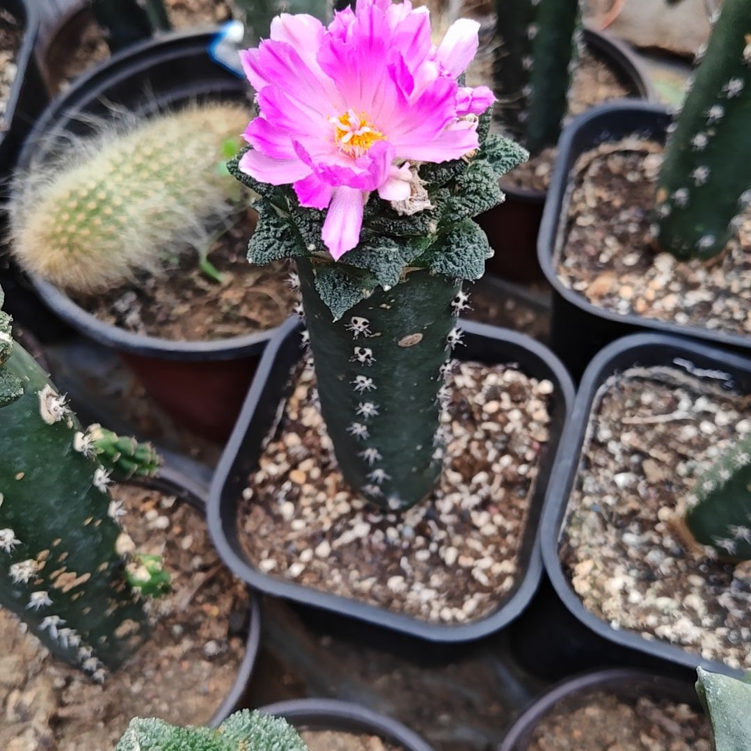 辛顿牡丹秀普苗接35福