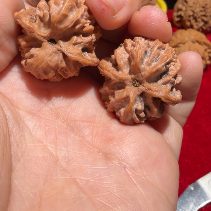 吃***惹核桃苹果园精对磕边