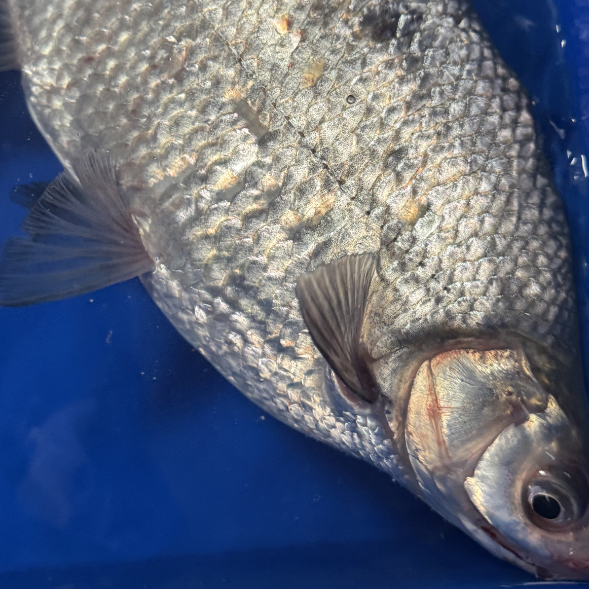 五淮村非养殖鳊鱼