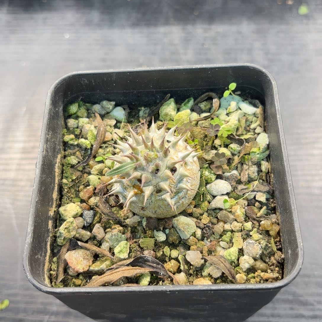 木  惠比大黑开播福利