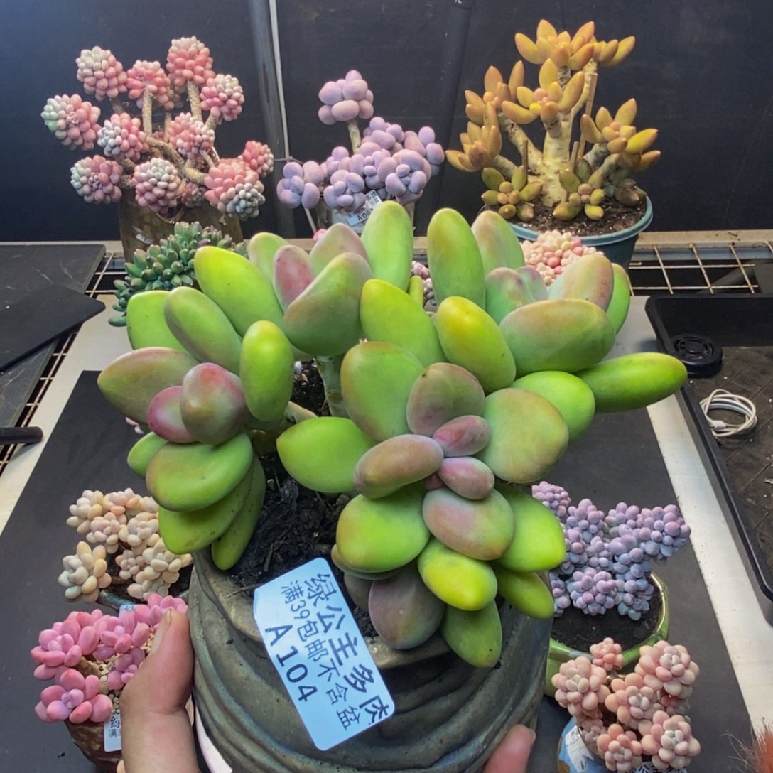 104芒果奶多肉12c m