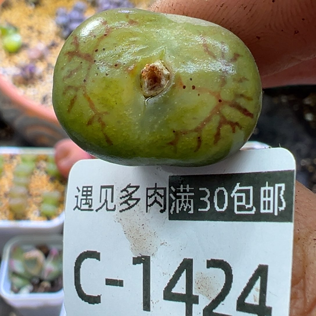 多肉植物1111111111111111