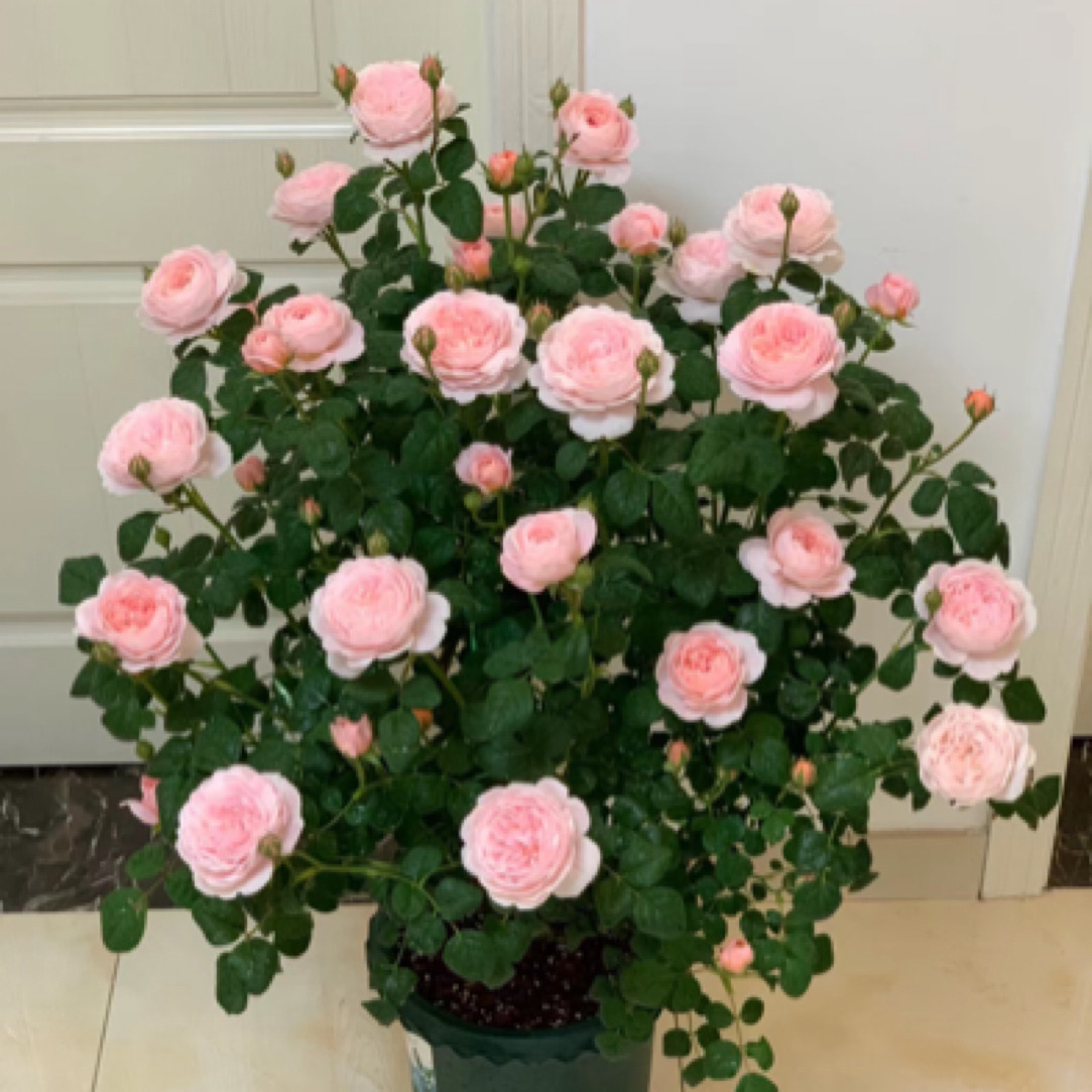 瑞典女王粉色花有香味可爬可灌多季节开花月季