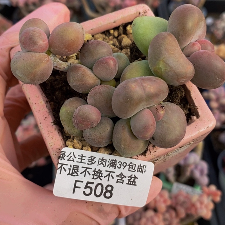 芒果奶8cm508多肉植物