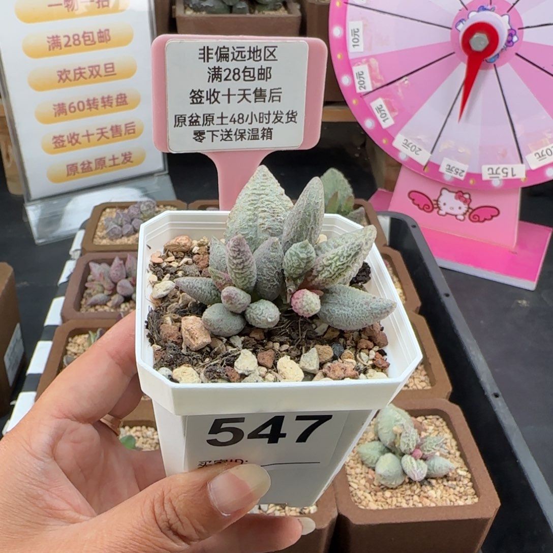 547融化纹冰淇淋多肉植物