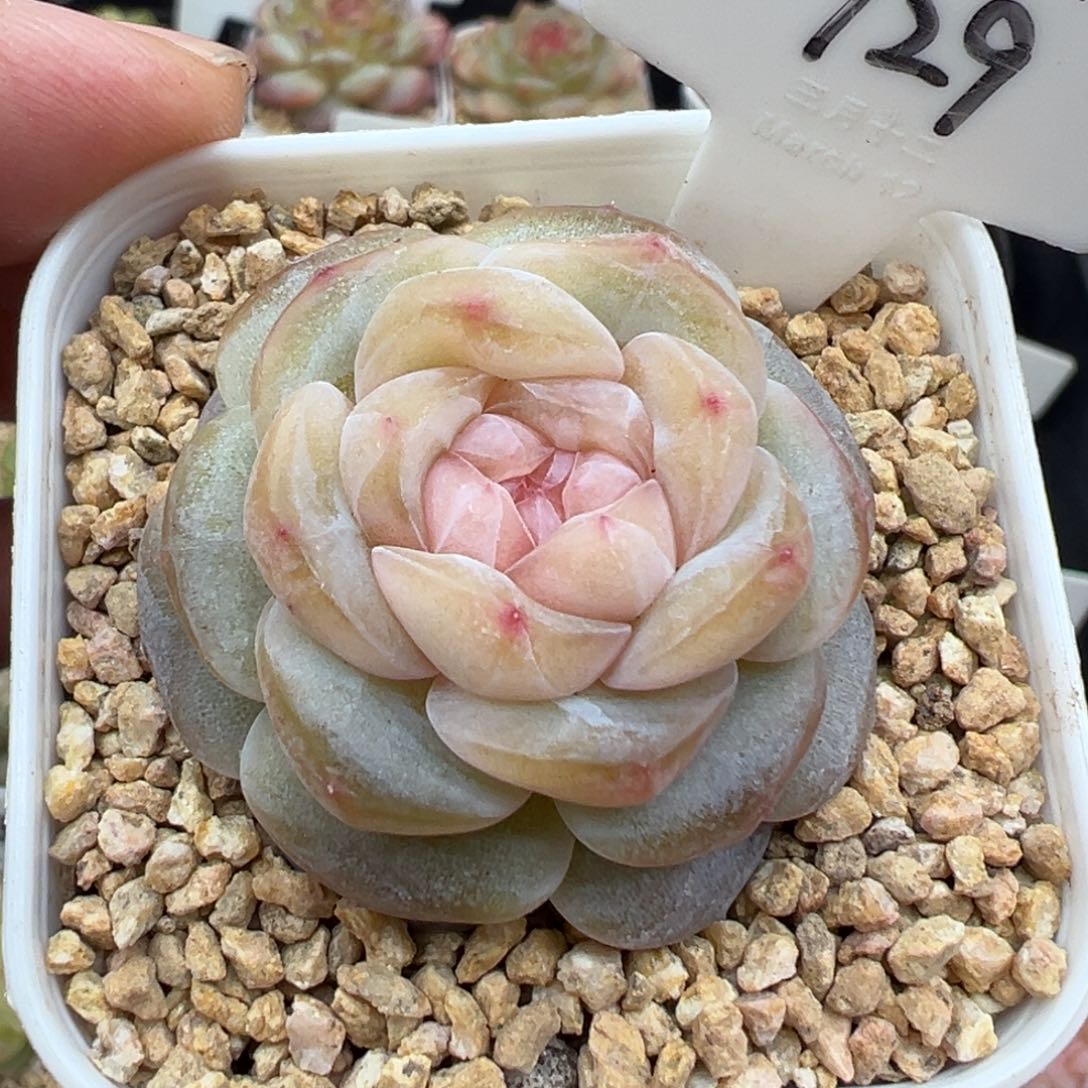 129号海棠 晗雨多肉