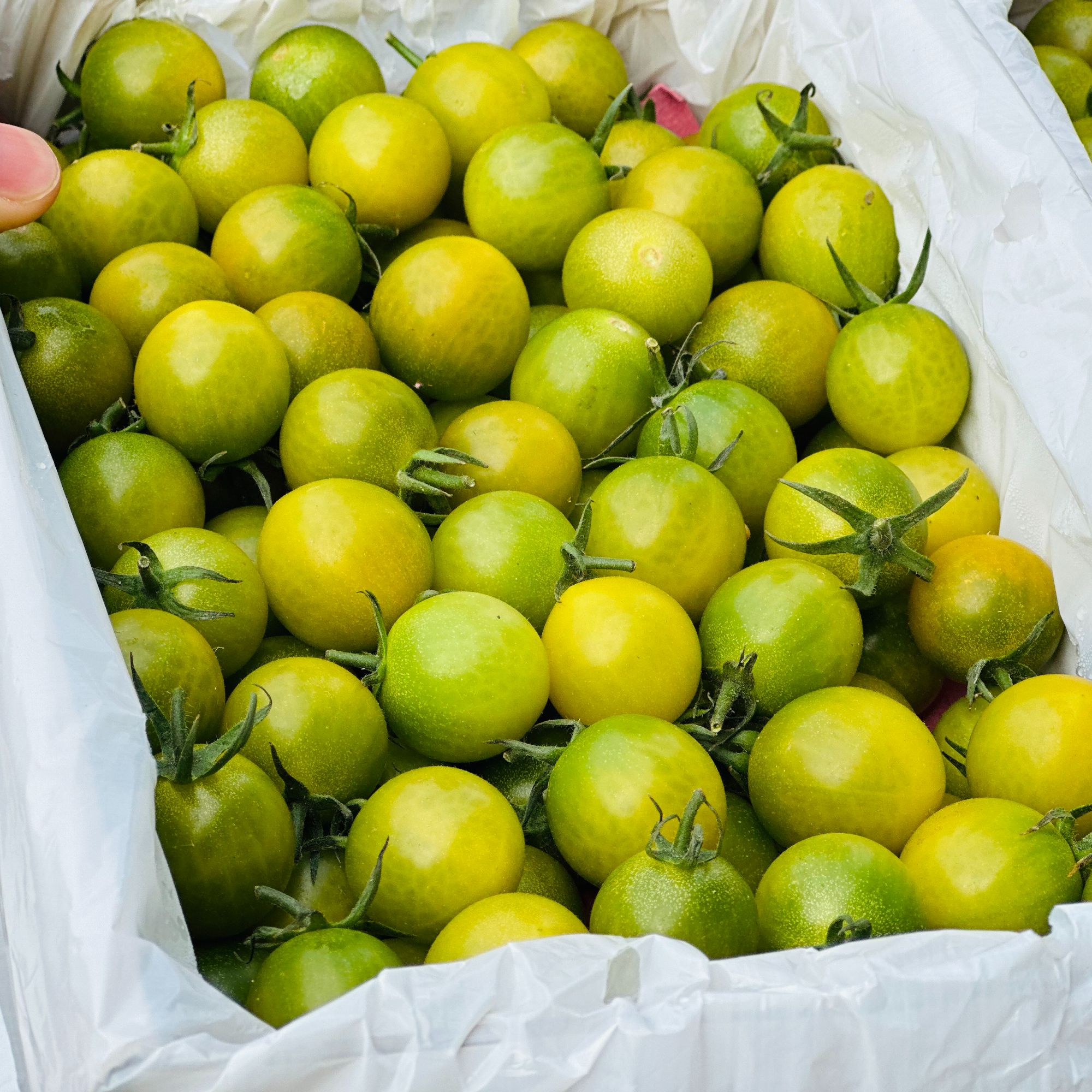 广东茂名·电白小青甜 高糖高风味一口爆汁