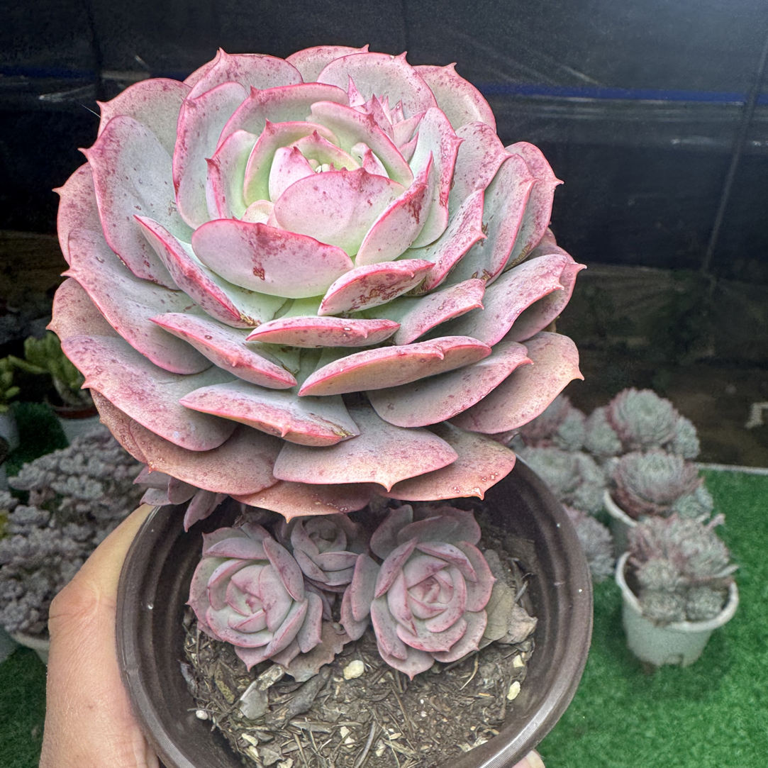 3颗克罗地亚玫瑰 凑满15包邮 