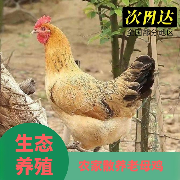2只农家散养黄油老母鸡真空包装带内脏顺丰冷链包邮次日达