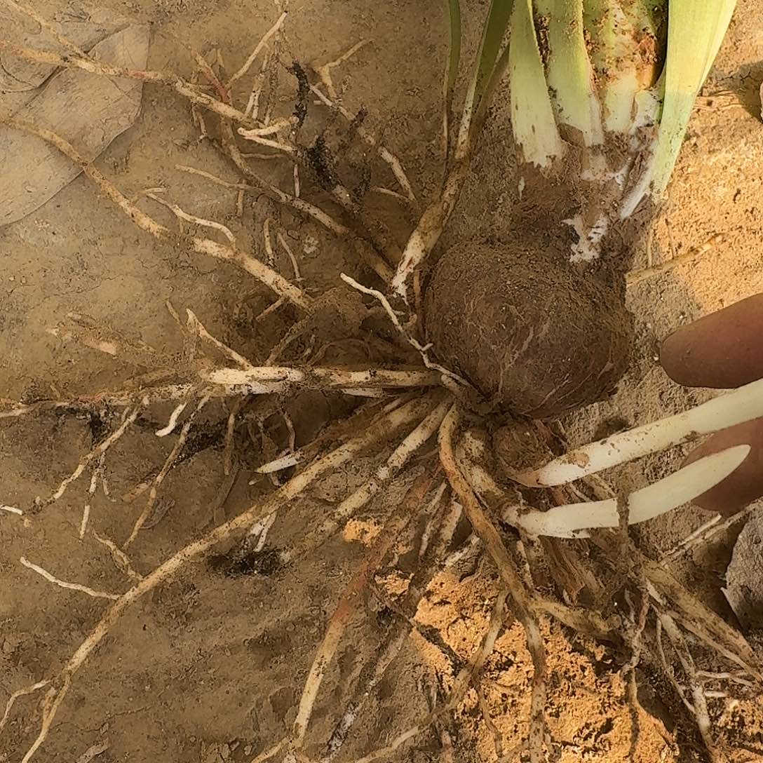 波妞4.5厘米带侧裸根剪叶一棵