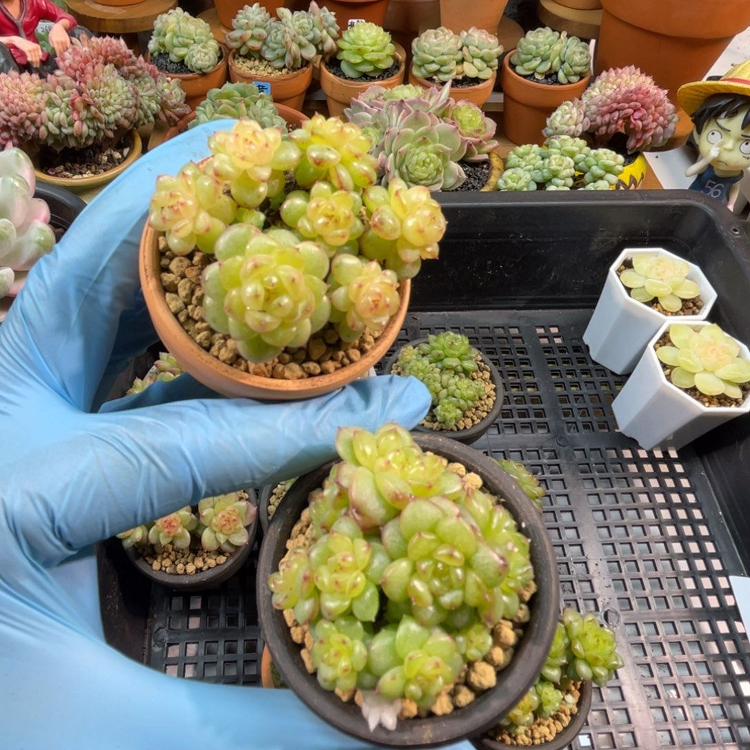 灯泡珍妮群 2颗 带陶瓷盆发货