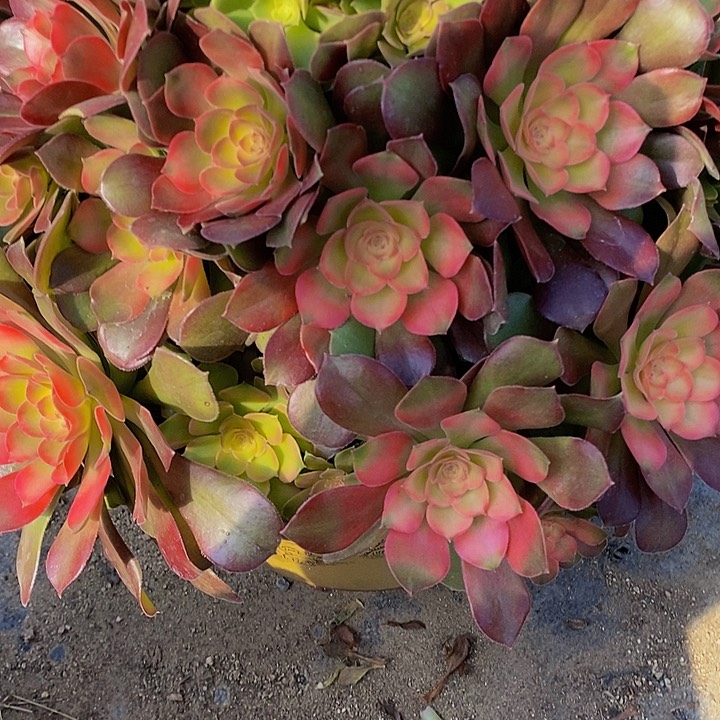 多肉雅典娜133多肉 