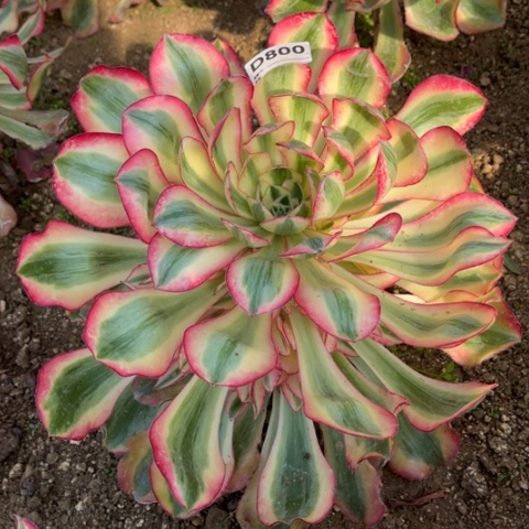 多肉植物爱丽斯锦捧花