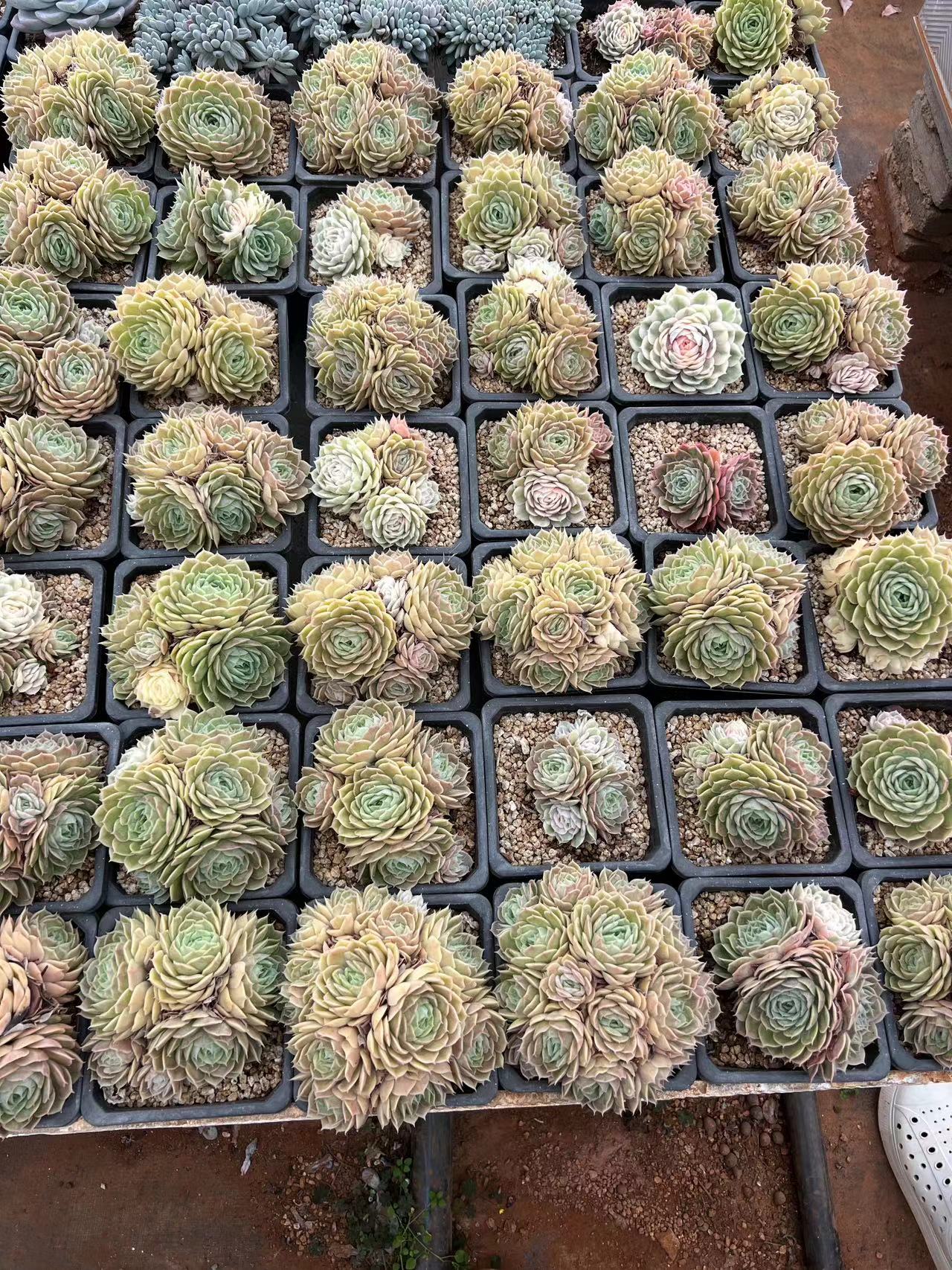 瀚宇精品多肉昂斯诺群两个