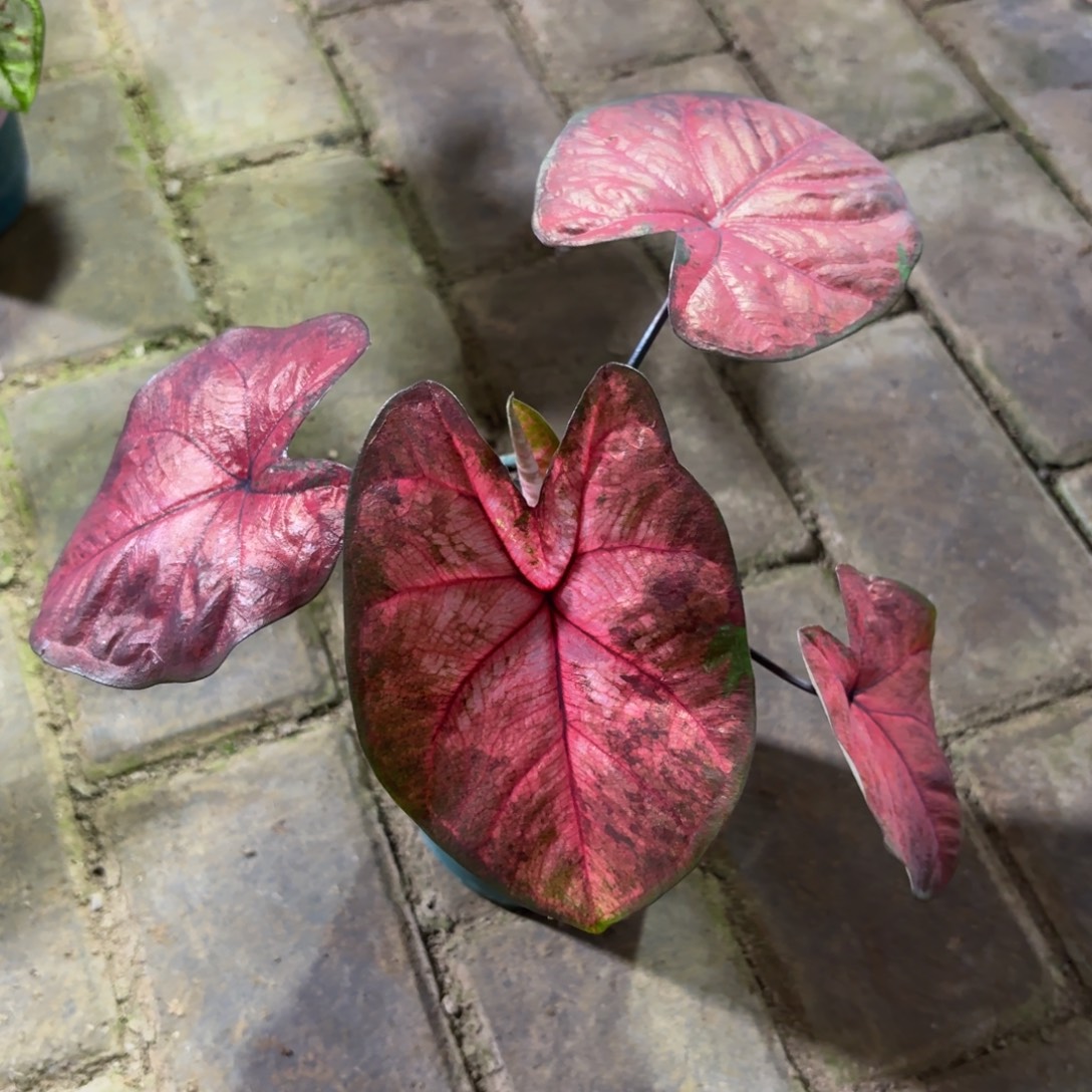 小***丫泰国彩叶芋97-1111